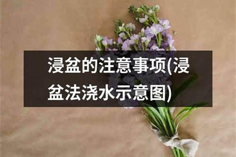 硝酸钾用来兰花施肥效果如何？