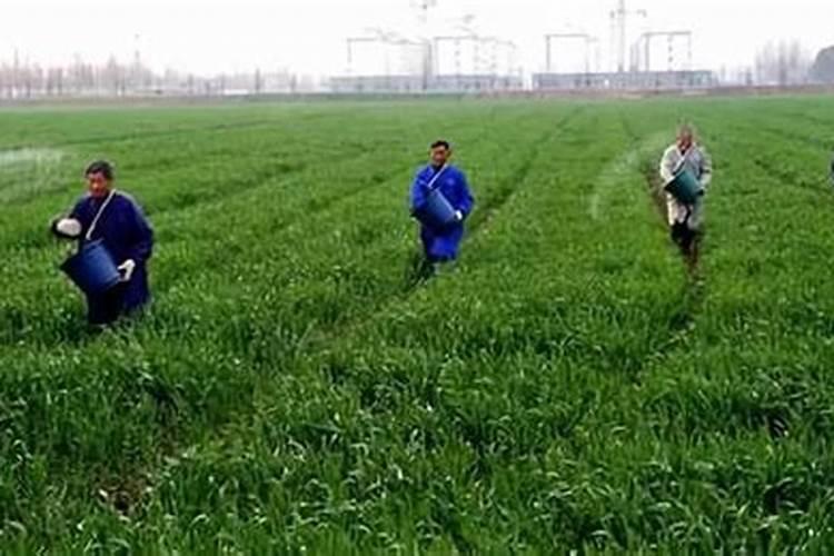种小麦用什么复合肥好