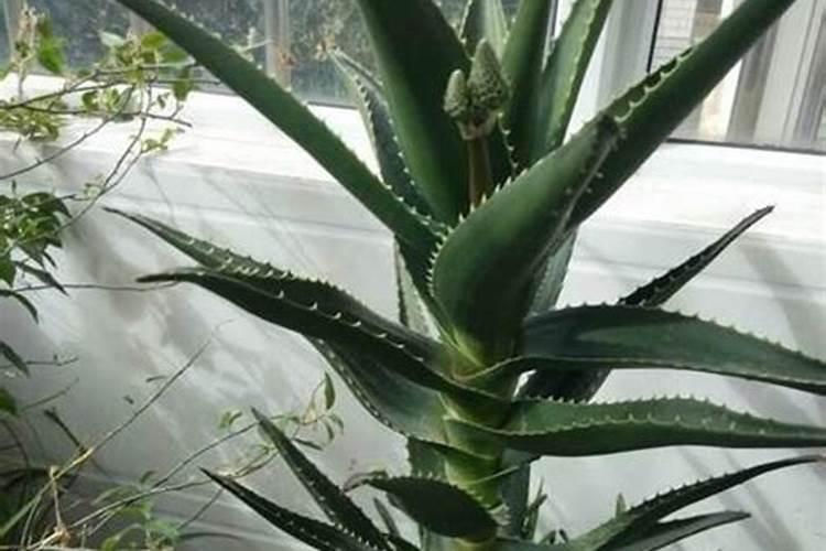 芦荟施什么肥最好