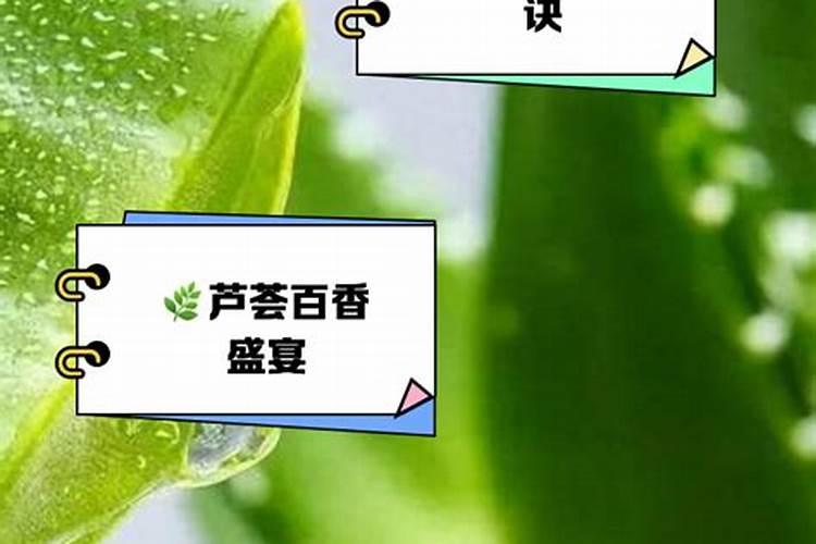 家里芦荟开花后怎么办