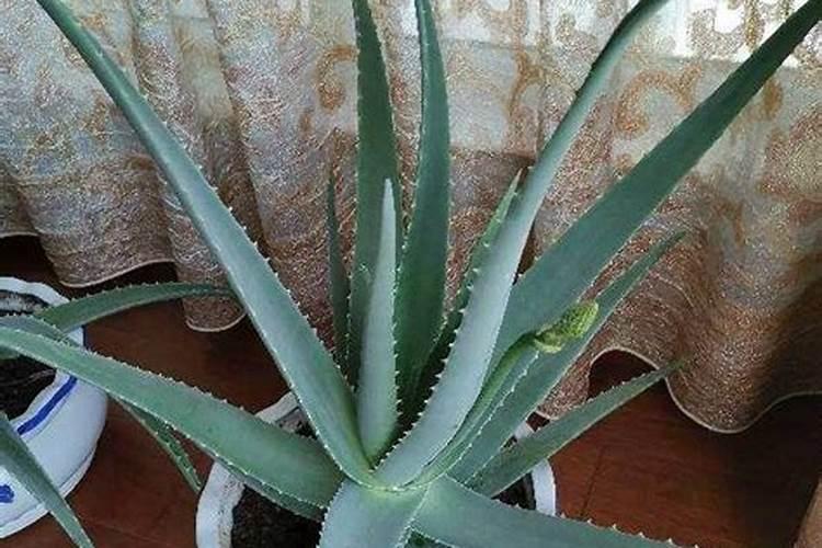 种芦荟浇什么肥料长的比较好