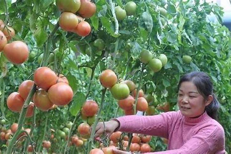 把啤酒草木灰白醋红糖兑成水去喷红薯,这种方法是真可行吗