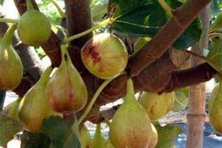 无花果树施什么肥合适