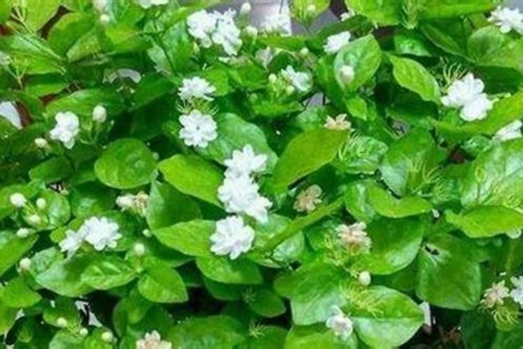 垂丝茉莉和栀子花能用同一种肥料吗