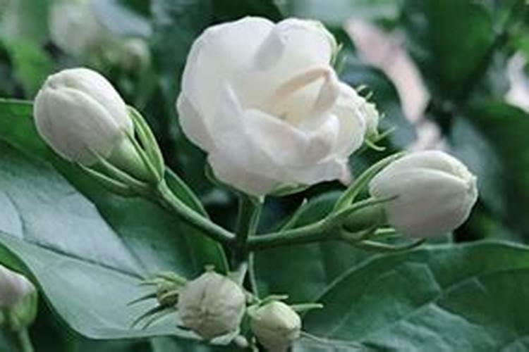 茉莉花最忌讳三种肥料
