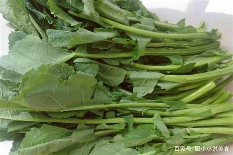 菜苔种植时间和方法 适合几月份种植