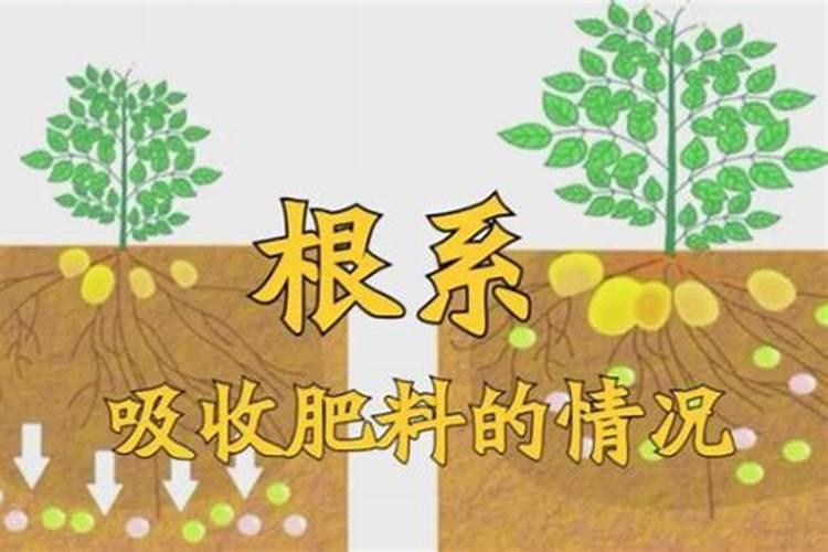 葡萄生根肥什么时候施最好