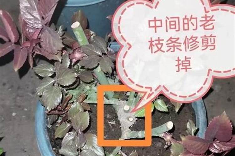 芸苔素拌种用量是多少