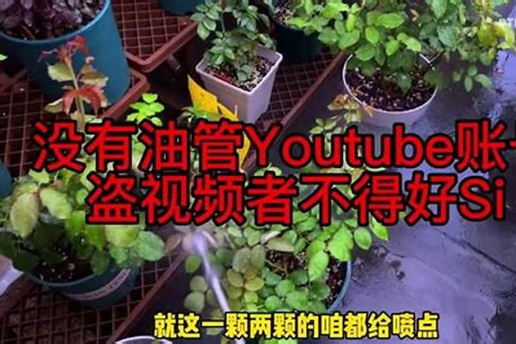 多肉叶片肥可以吧(多肉可以叶面施肥吗)