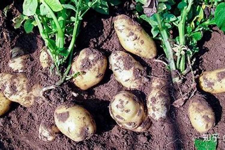 洋芋追肥用什么肥料好 注意事项有哪些