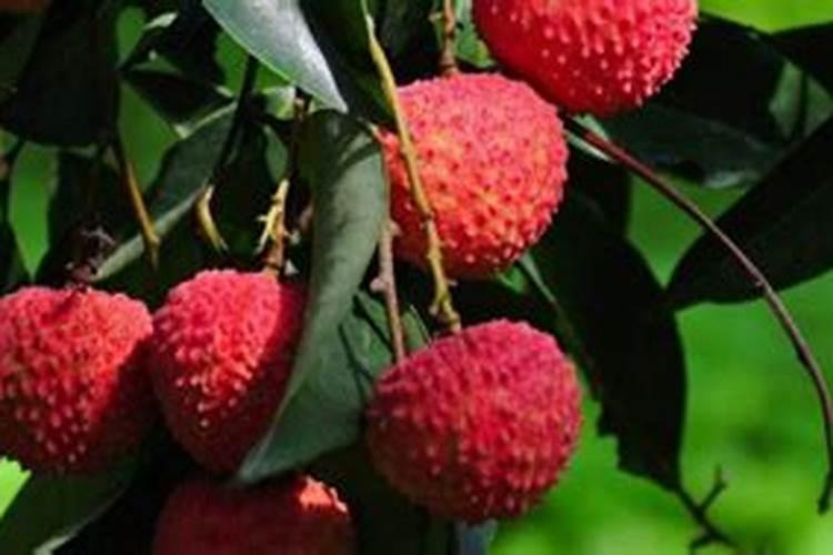 荔枝保花保果用什么药