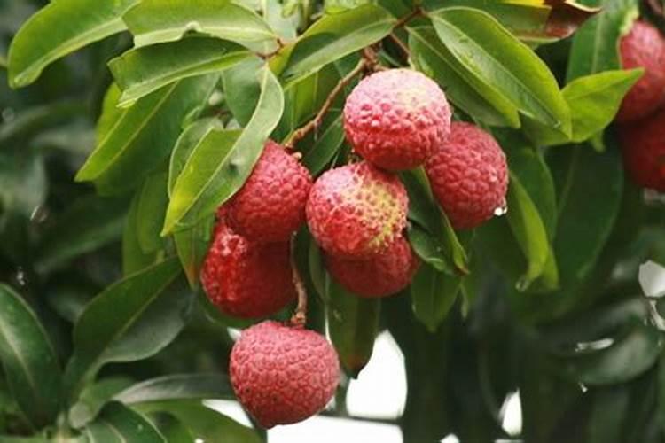 荔枝怎样保花保果