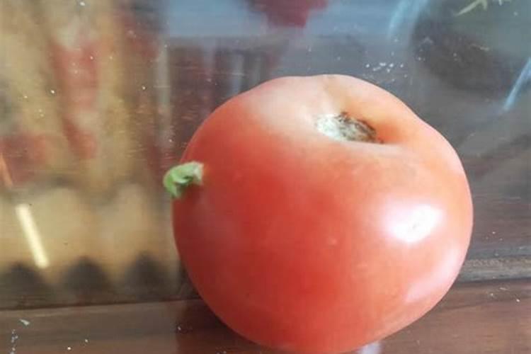 番茄 种植 怎么 补钙
