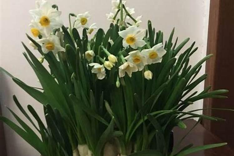 水仙花能不能土培,水仙花土培方法