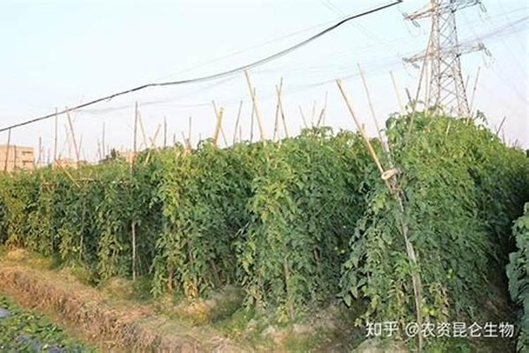 种西红柿用什么底肥？