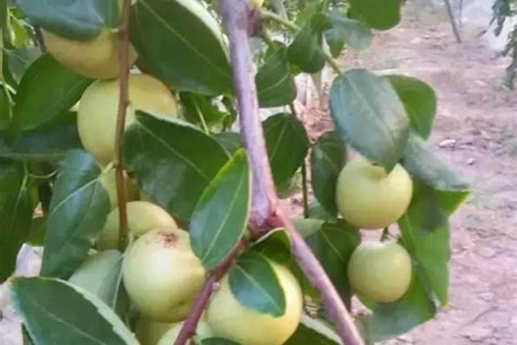 冬枣树今年花开茂盛可不结果,请问需加什么化肥？