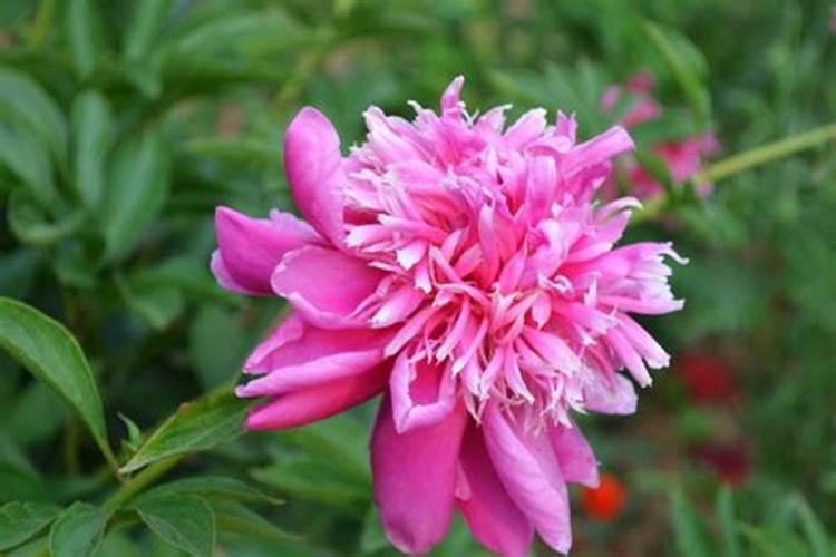 怎样养芍药花