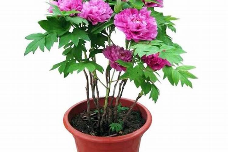 芍药有哪些特征？