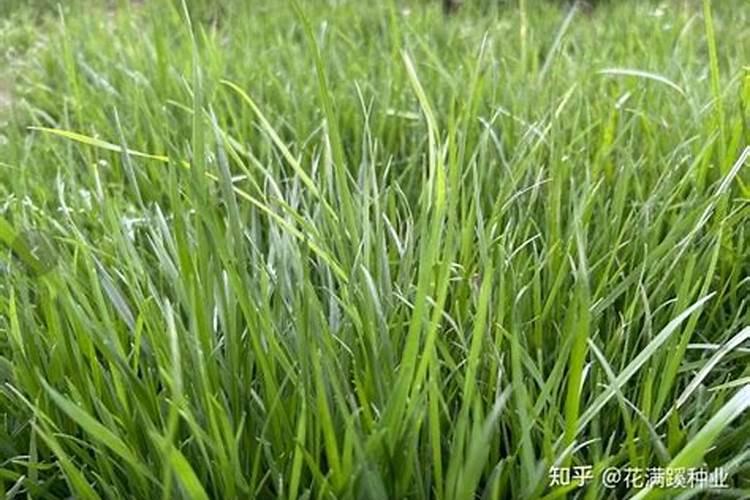 草坪正确施肥方法