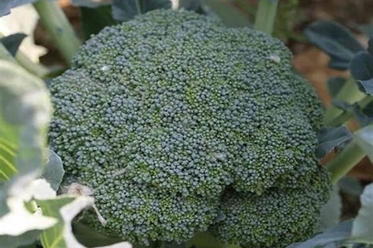 花菜施什么肥好