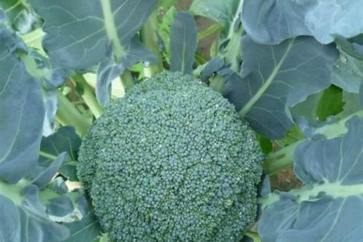 花椰菜要怎么施肥 高产品质好的花椰菜种植