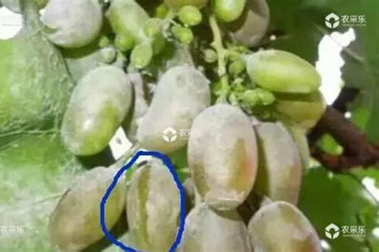 葡萄有裂果是什么原因,用什么肥料可以改善？