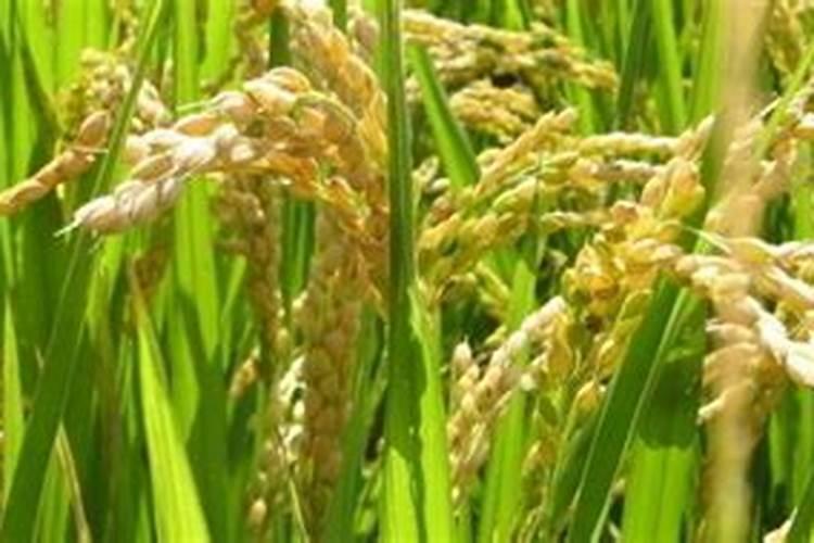 水稻秧苗什么时候施首次肥比较好？