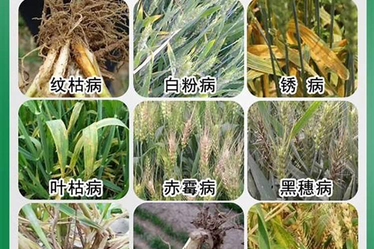 菊花苗打顶后分枝太多怎么办？