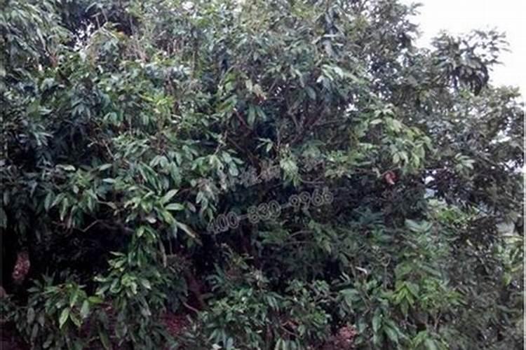 龙眼现在又抽新梢了,但新叶有点发黄,转绿慢,什么原因呢？现在有什么好点...
