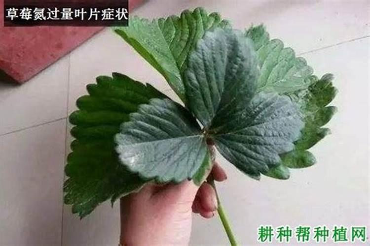 镁离子与哪些离子不能共存