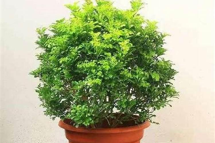 想要养好蝴蝶兰一定要牢记施肥技巧