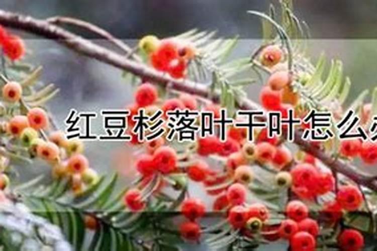 大叶绿萝施什么肥最好