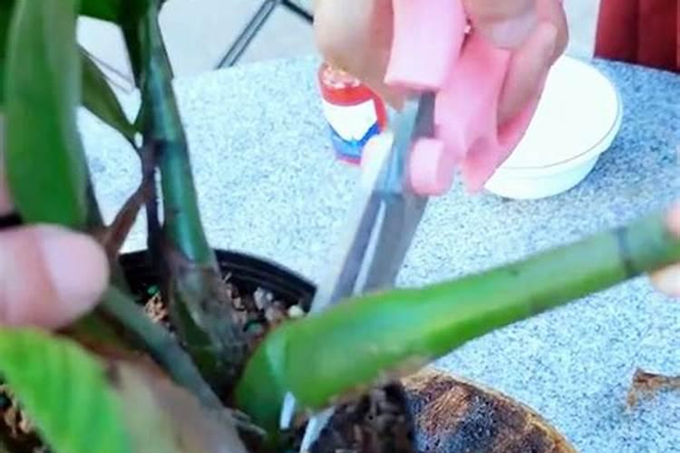 想种大棚西红柿,如何进行水肥管理？要注意什么？