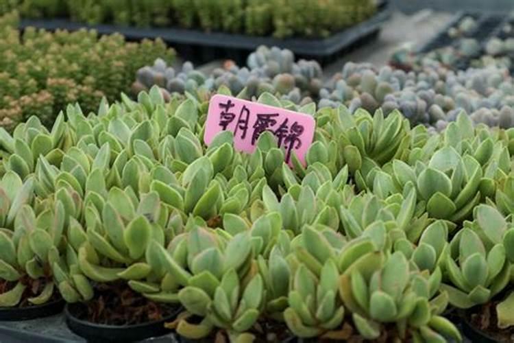 我养过植物怎么写作文