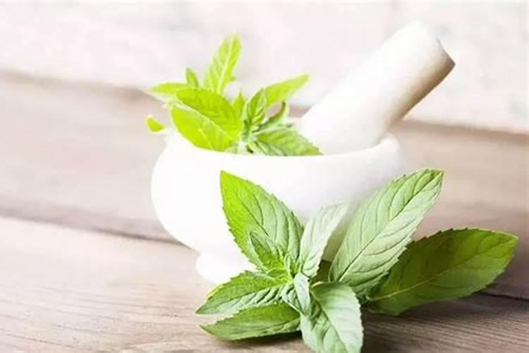 薄荷叶怎么保持青色？