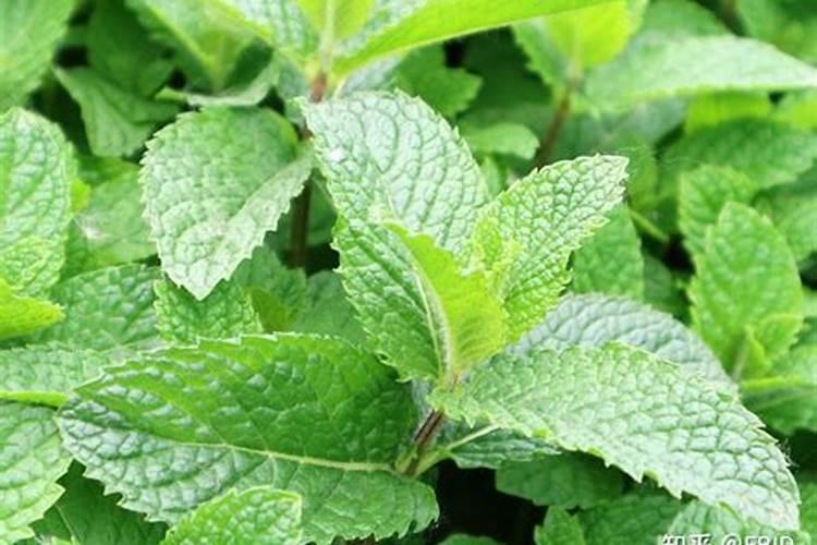 本人想种植薄荷叶请问本人要怎么样着手？？