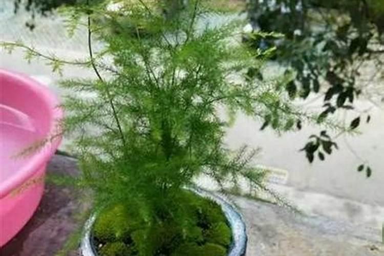 香菜怎样种不抽苔