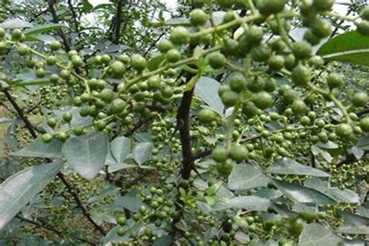 花椒树需要什么肥料？