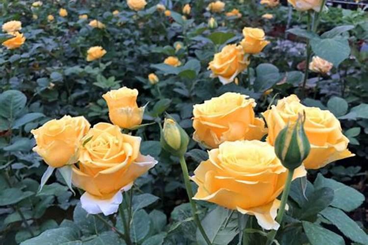 月季适合在酸性土壤中生长,应施什么肥？