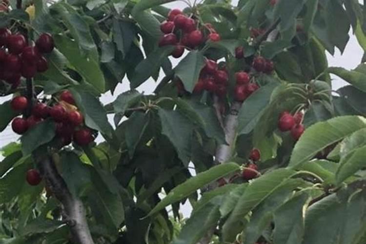 一亩烤烟用多少钾肥 什么时候施钾肥好