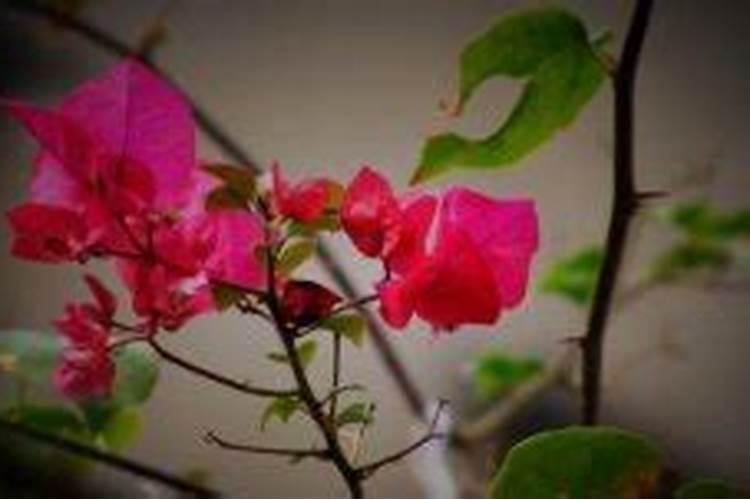 冬天三角梅生桩发芽后的管理;三角梅生桩催芽方法