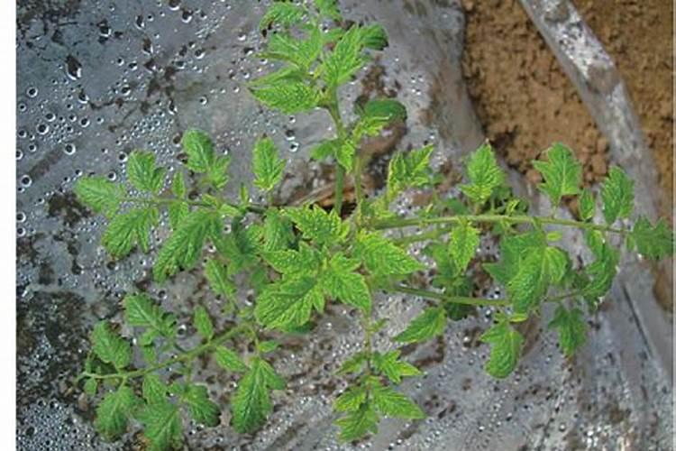 西红柿定植后几天打锌肥好？