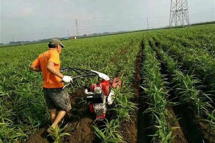 地瓜用什么肥料最好