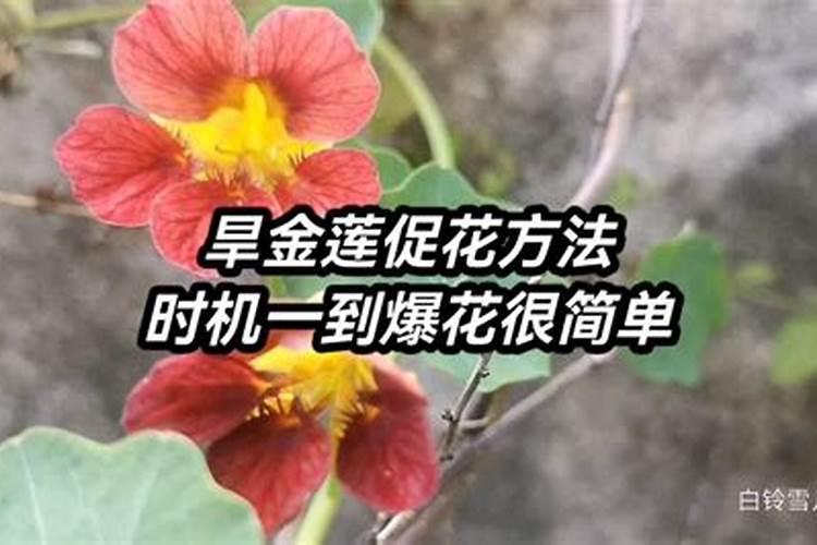 旱金莲怎么养开花多