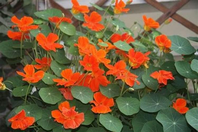 旱金莲不开花是什么原因