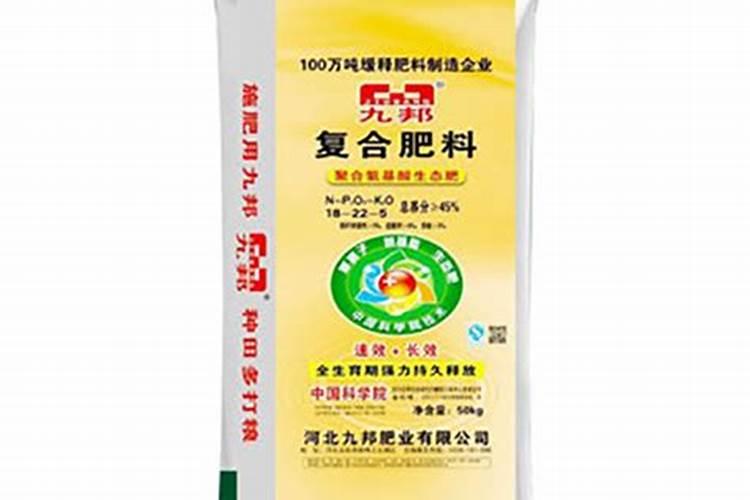 多肉紫米粒怎么养爆盆