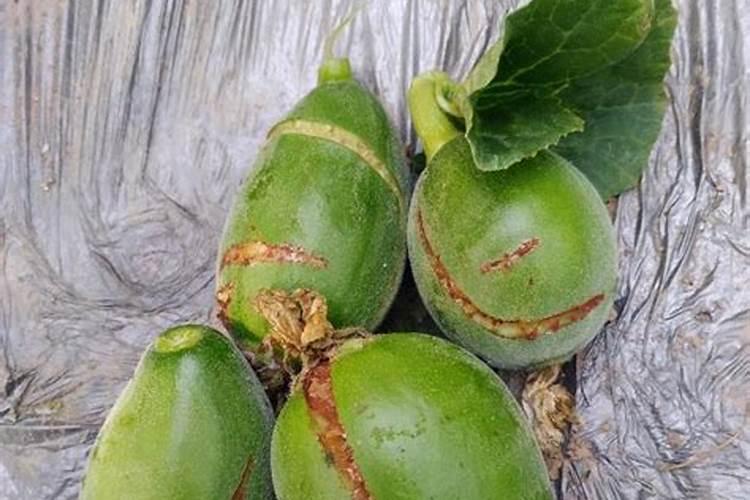 月季花施肥施什么肥料