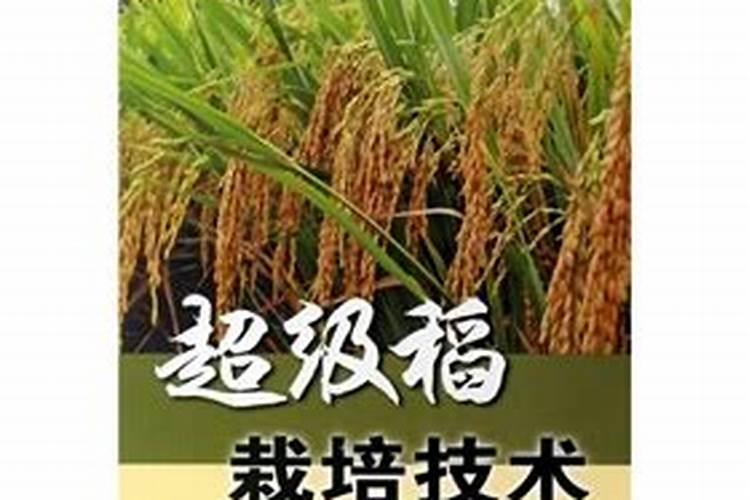 东北适合种植什么品种的水稻？
