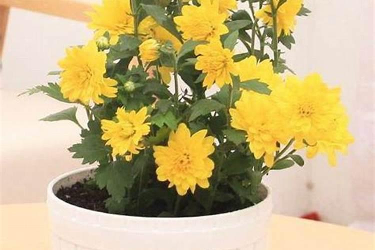 菊花花期需要施肥吗