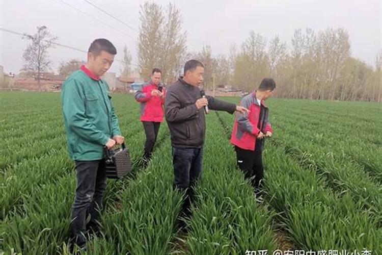 种小麦用什么样的复合肥最好